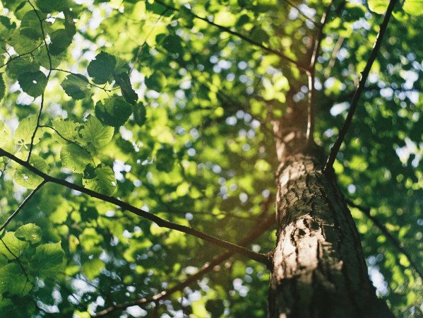 tree tree